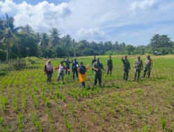 Koramil Bersama PPL Penyuluhan Pertanian Tinjau Lahan Padi Ladang di 3 Desa