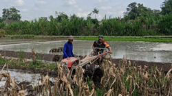 Percepat Masa Tanam, Babinsa Sumberingin Bantu Siapkan Lahan Tanam Padi