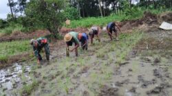 Babinsa Koramil 1002-04 Dampingi Petani Tanam Padi, Dukung Ketahanan Pangan