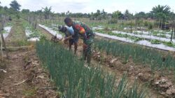 Babinsa Kampung Kaugapu Dampingi Petani Rawat Tanaman