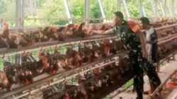 Babinsa Timika Komsos Bersama Pemilik Ternak Ayam Petelur