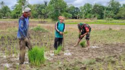 Babinsa Koramil 1008-05/Kelua Beri Dukungan Petani untuk Ketahanan Pangan