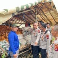 Kapolsek Tigaraksa Cek Lahan Ketahanan Pangan, Jagung 18 Ton yang Siap Panen di Desa Pematang*