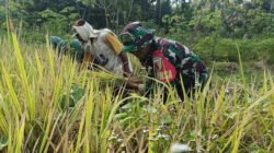 Babinsa Panggungrejo Lakukan Komsos Dan Dampingi Petani Panen Padi