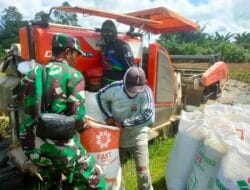 Wujudkan Ketahanan Pangan Di Wilayah, Babinsa Lakukan Pendampingan Panen Padi Bersama Petani