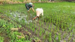 Dukung Ketahanan Pangan, Koramil Leces Kawal Proses Penanaman Padi