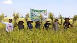 Dukung Ketahanan Pangan, Kapolres Probolinggo bersama Forkopimda Panen Raya di Desa Asembagus Kraksaan