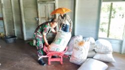 Babinsa Koramil Tanta Dampingi Petani Panen Padi, Dukung Ketahanan Pangan