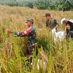 Babinsa Koramil Tabang Komitmen Dukung Terwujudnya Swasembada Pangan Lokal