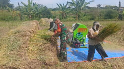Dampingi Panen Padi, Babinsa Sumberdiren Pastikan Produksi Padi Di Wilayah Garum Terus Meningkat