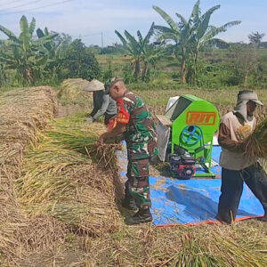 Dampingi Panen Padi, Babinsa Sumberdiren Pastikan Produksi Padi Di Wilayah Garum Terus Meningkat