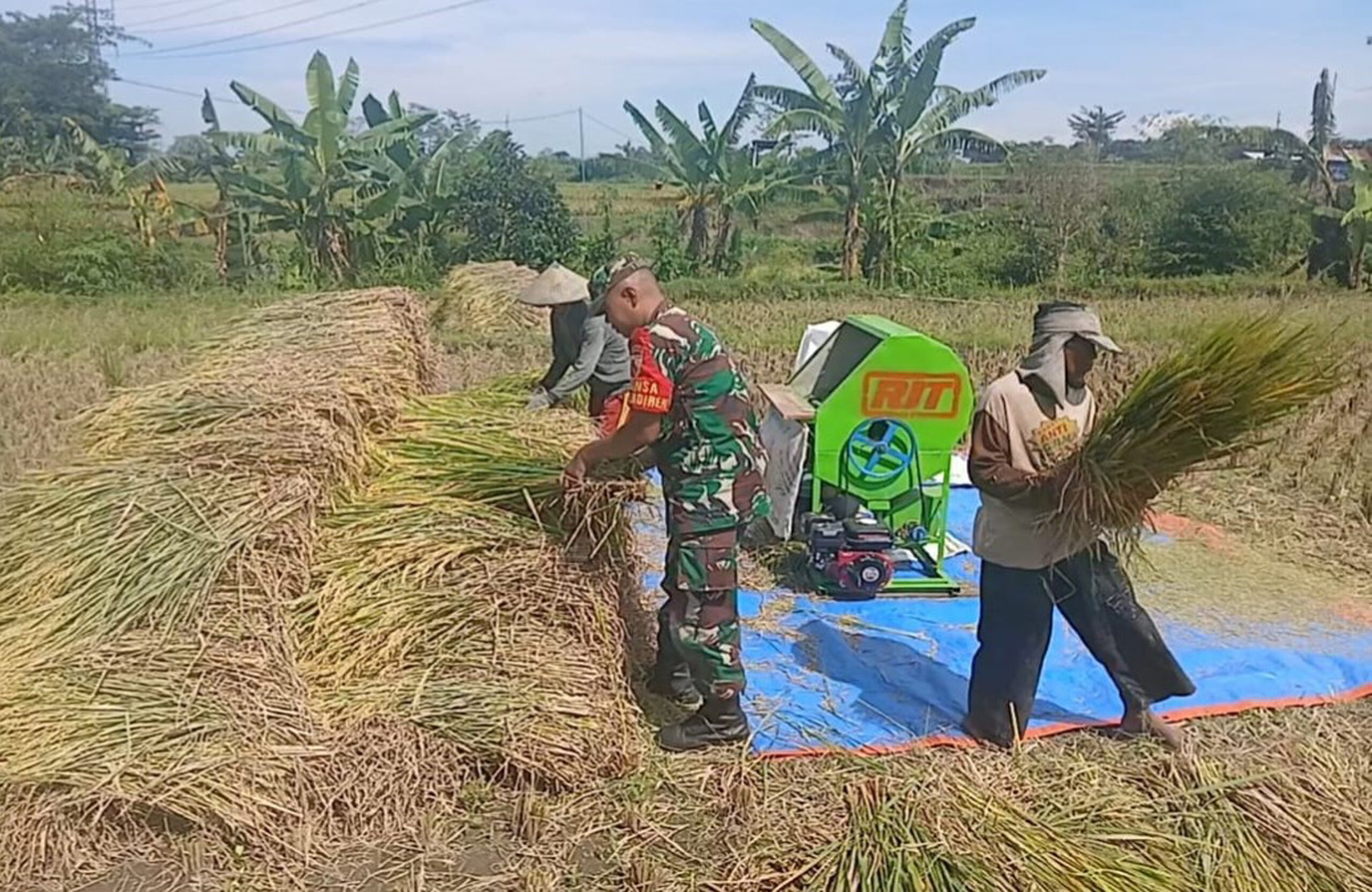 Dampingi Panen Padi, Babinsa Sumberdiren Pastikan Produksi Padi Di Wilayah Garum Terus Meningkat