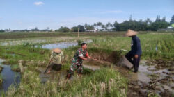 Tingkatkan Produktivitas Pertanian, Babinsa Desa Birowo Dampingi Petani Olah Lahan