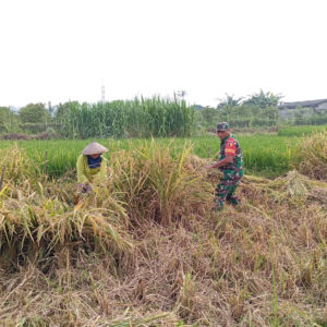 Penuh Semangat, Babinsa Motivasi Panen Padi Poktan Rukun Makmur Di Tanjungsari
