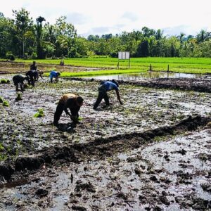 Tanam Padi Bersama Lahan 2 Ha Program TMMD Ke-124 Kodim 1802/Sorong Tanam Padi Bersama Lahan 2 Ha Program TMMD Ke-124 Kodim 1802/Sorong