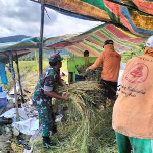 Babinsa Kodim 1505 Tidore Bantu Petani Panen Padi, Hasil Tembus 3 Ton per Hektare Babinsa Kodim 1505 Tidore Bantu Petani Panen Padi, Hasil Tembus 3 Ton per Hektare