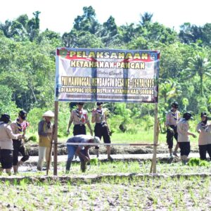 Satgas TMMD Ke-124:Tanam Padi Wujud Dukungan Progam Ketahanan Pangan Satgas TMMD Ke-124:Tanam Padi Wujud Dukungan Progam Ketahanan Pangan