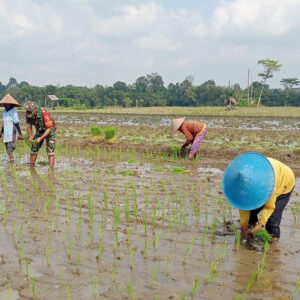 Babinsa Tegalrejo Dampingi Petani Tanam Padi Di Musim Tanam Kedua