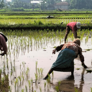Babinsa Desa Jimbe Dampingi Petani Tanam Padi Musim Kedua Di Kademangan Blitar