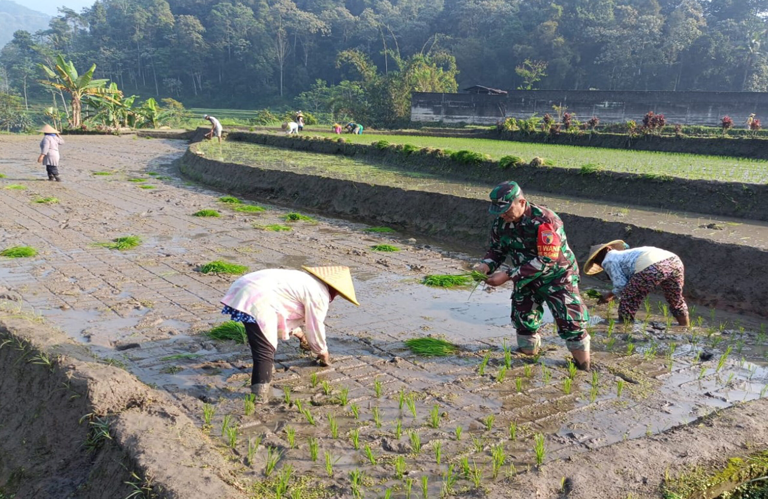 Genjot Produktivitas Padi, Babinsa Desa Tulungrejo Dampingi Petani Tanam Padi