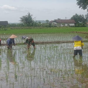 Babinsa Jatitengah Dampingi Petani Tanam Padi Inpari 32, Dukung Ketahanan Pangan Nasional