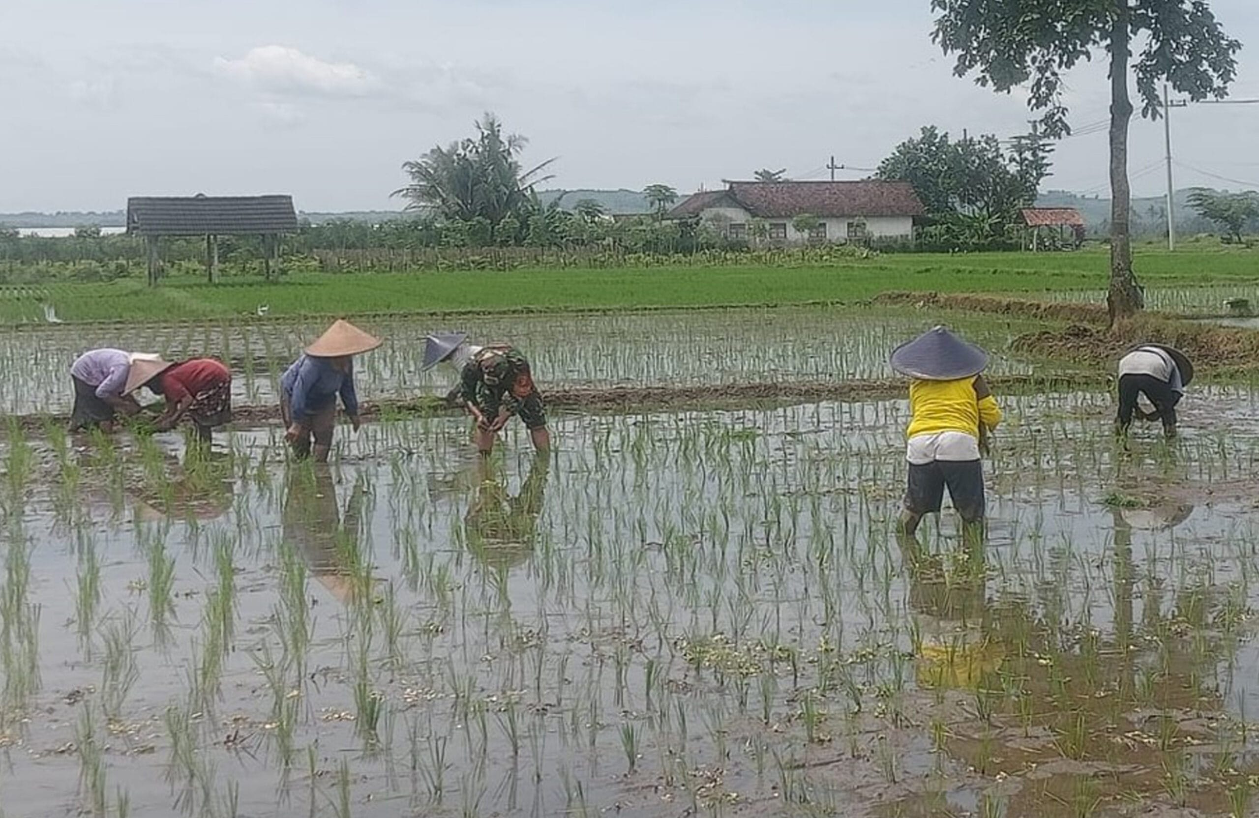 Babinsa Jatitengah Dampingi Petani Tanam Padi Inpari 32, Dukung Ketahanan Pangan Nasional