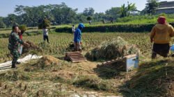 Babinsa Penataran Dampingi Panen Padi, Ajak Petani Optimalkan Ketersediaan Air  Untuk Tanam Kembali
