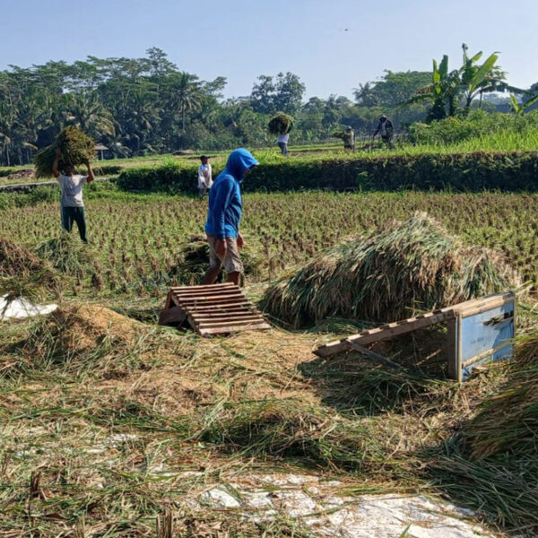 Babinsa Penataran Dampingi Panen Padi, Ajak Petani Optimalkan Ketersediaan Air  Untuk Tanam Kembali