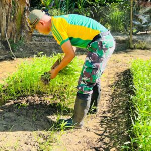 Sinergi TNI-Warga, Kebun Sayur Satgas Yonarmed 11 Kostrad Tumbuhkan Harapan di Perbatasan Sinergi TNI-Warga, Kebun Sayur Satgas Yonarmed 11 Kostrad Tumbuhkan Harapan di Perbatasan
