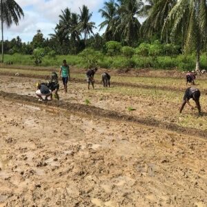 TMMD Kodim 1802/Sorong Tuntaskan 95% Lahan Ketahanan Pangan di Yeflio TMMD Kodim 1802/Sorong Tuntaskan 95% Lahan Ketahanan Pangan di Yeflio