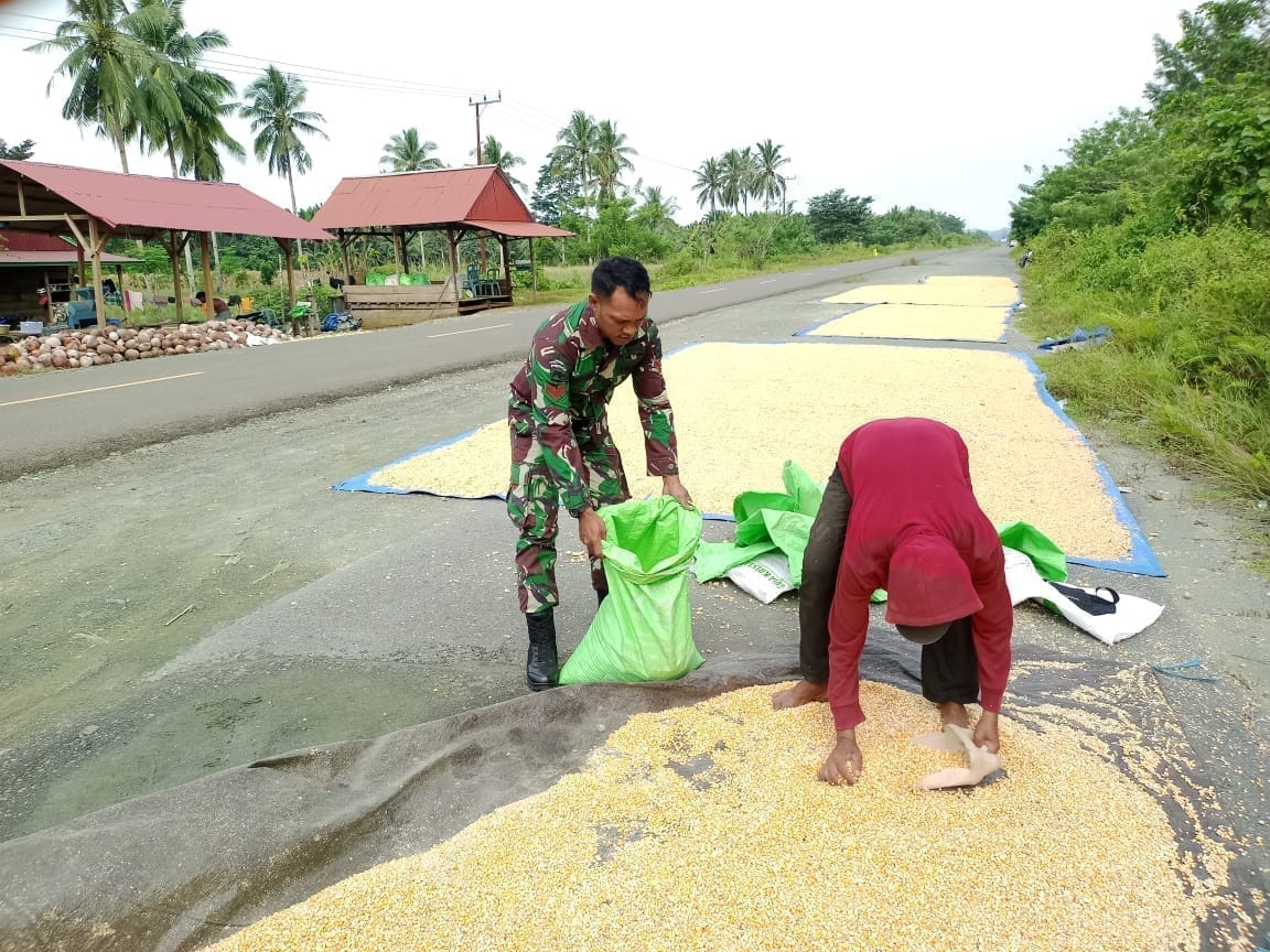 Babinsa Jadi Solusi Rakyat, Bantu Angkut Hasil Panen di Maba Selatan