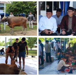 Danlantamal XIV Serahkan 4 Sapi Kurban untuk Idul Adha 1446 H Danlantamal XIV Serahkan 4 Sapi Kurban untuk Idul Adha 1446 H