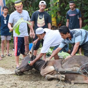 Koarmada III Gelar Perayaan Idul Adha 1446 H: 16 Ekor Sapi dan 2 Kambing Dikurbankan Koarmada III Gelar Perayaan Idul Adha 1446 H: 16 Ekor Sapi dan 2 Kambing Dikurbankan