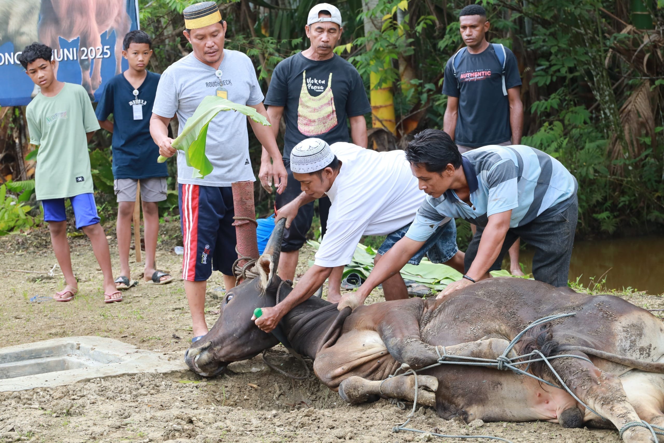 Koarmada III Gelar Perayaan Idul Adha 1446 H: 16 Ekor Sapi dan 2 Kambing Dikurbankan
