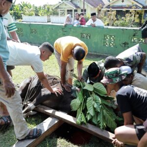 Kodim 1505 Tidore Laksanakan Penyembelihan Hewan Qurban, Salurkan Daging kepada Warga dan Prajurit Kodim 1505 Tidore Laksanakan Penyembelihan Hewan Qurban, Salurkan Daging kepada Warga dan Prajurit