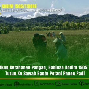 Wujudkan Ketahanan Pangan, Babinsa Kodim 1505 Tidore Turun Ke Sawah Bantu Petani Panen Padi Wujudkan Ketahanan Pangan, Babinsa Kodim 1505 Tidore Turun Ke Sawah Bantu Petani Panen Padi