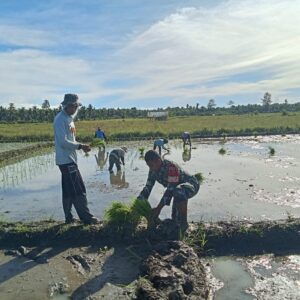 Turun ke Sawah, Babinsa Koramil 1505-03 Maba Perkuat Ketahanan Pangan di Wilayah Binaan Turun ke Sawah, Babinsa Koramil 1505-03 Maba Perkuat Ketahanan Pangan di Wilayah Binaan