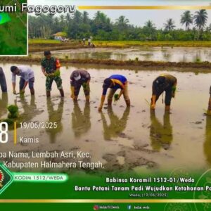 Babinsa Lembah Serda Jasmin Mahmud Koramil 1512-01/Weda Penuh Semangat Dampingi Petani Giat Penanaman Padi Babinsa Lembah Serda Jasmin Mahmud Koramil 1512-01/Weda Penuh Semangat Dampingi Petani Giat Penanaman Padi