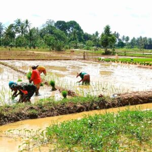 Babinsa Sumbersari Lakukan Pendampingan Kegiatan Penanaman Padi Seluas 34,3 Ha Babinsa Sumbersari Lakukan Pendampingan Kegiatan Penanaman Padi Seluas 34,3 Ha
