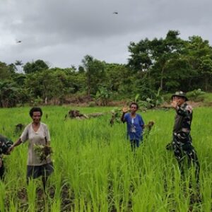 Dukung Ketahanan Pangan, Satgas Pamtas Statis Yonif 126/KC dan Warga Tinjau Perkembangan Padi Gogo Dukung Ketahanan Pangan, Satgas Pamtas Statis Yonif 126/KC dan Warga Tinjau Perkembangan Padi Gogo