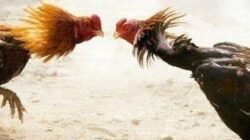 Judi Sabung Ayam Terus Berlangsung di Malang, Praktisi Hukum Sesalkan Sikap APH