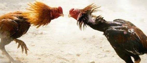Judi Sabung Ayam Terus Berlangsung di Malang, Praktisi Hukum Sesalkan Sikap APH