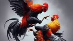 Meski Sudah Diberitakan, Perjudian Sabung Ayam di Wonomerto Tetap Berjalan Bebas