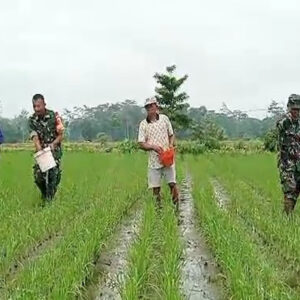 Tingkatkan Produktivitas Panen, Babinsa Desa Pojok Dampingi Petani Lakukan Pemupukan Padi Tingkatkan Produktivitas Panen, Babinsa Desa Pojok Dampingi Petani Lakukan Pemupukan Padi