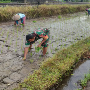 Babinsa Tawangsari Dampingi Petani Tanam Padi Musim Kedua, Dorong Optimalisasi Lahan Dan Ketersediaan Air