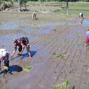 Babinsa Tambakan Dampingi Petani Tanam Padi Musim Kedua Di Lahan Poktan Setia Bakti II