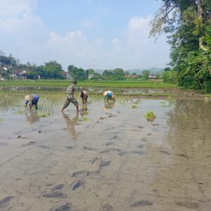 Ketersediaan Air Mumpuni, Babinsa Desa Maron Ajak Petani Percepat Masa Tanam Kedua Ketersediaan Air Mumpuni, Babinsa Desa Maron Ajak Petani Percepat Masa Tanam Kedua