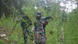TNI Bersama Tim GabunganTemukan Dan Musnahkan 30.000 Batang Ganja di Mandailing Natal