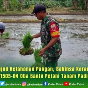 Wujud Ketahanan Pangan, Babinsa Koramil 1505-04 Oba Bantu Petani Tanam Padi Wujud Ketahanan Pangan, Babinsa Koramil 1505-04 Oba Bantu Petani Tanam Padi