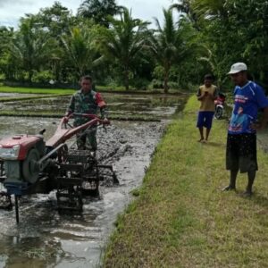 Perkuat Swasembada Pangan, Babinsa Terjun Langsung Bantu Petani di Sawah Perkuat Swasembada Pangan, Babinsa Terjun Langsung Bantu Petani di Sawah
